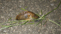 Tandonia sowerbyi