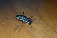 Myriochila semicincta