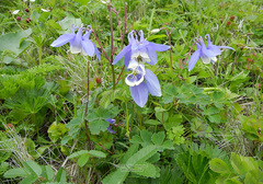 Aquilegia flabellata