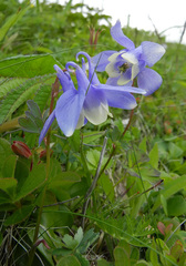 Aquilegia flabellata