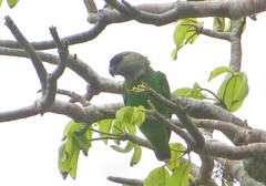 Poicephalus cryptoxanthus tanganyikae