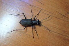 Myriochila semicincta