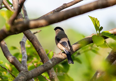 Pyrrhula pyrrhula griseiventris