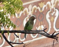 Psilopogon zeylanicus