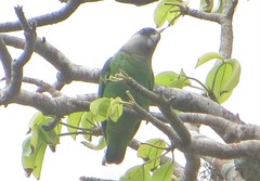 Poicephalus cryptoxanthus tanganyikae
