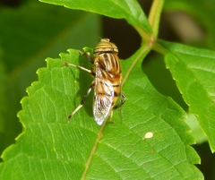 Eristalinus quinquelineatus