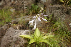 Hosta sieboldiana