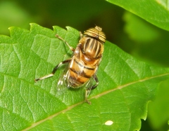 Eristalinus quinquelineatus