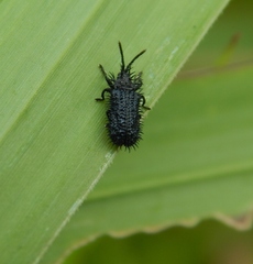 Dorcathispa