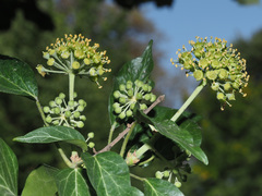 Hedera helix