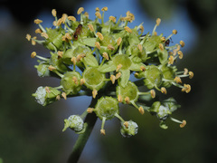 Hedera helix