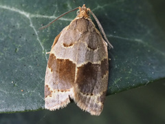 Clepsis dumicolana