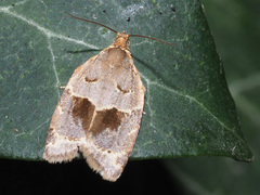 Clepsis dumicolana