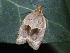 Clepsis dumicolana