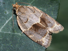 Clepsis dumicolana