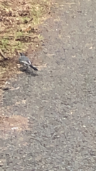 Motacilla alba