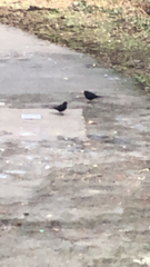 Turdus merula