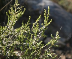 Aspalathus campestris