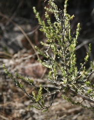Aspalathus campestris
