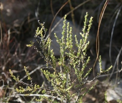 Aspalathus campestris