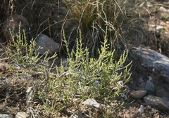 Aspalathus campestris