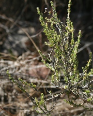Aspalathus campestris