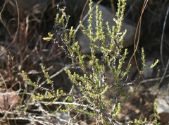 Aspalathus campestris