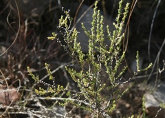 Aspalathus campestris