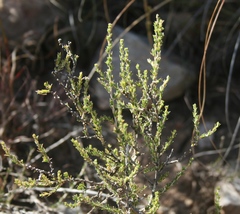Aspalathus campestris