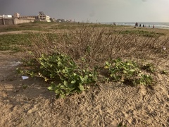 Calotropis