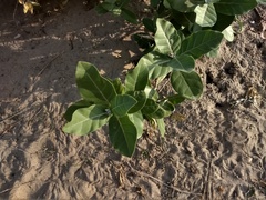 Calotropis