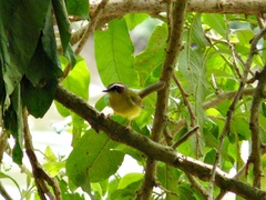 Basileuterus delattrii