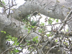 Poicephalus cryptoxanthus tanganyikae