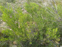 Dodonaea viscosa angustifolia
