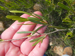 Dodonaea viscosa angustifolia