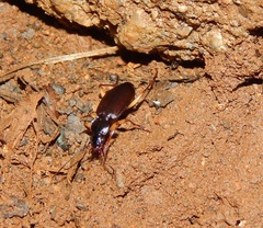 Orthotrichus