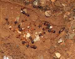 Camponotus sexpunctatus