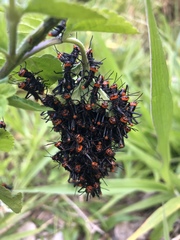 Tropidacris collaris