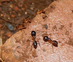 Camponotus sexpunctatus