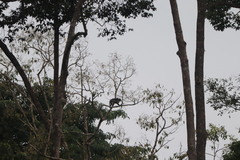 Trachypithecus cristatus