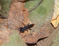Dolichurus