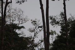 Trachypithecus cristatus