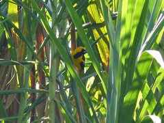 Icterus mesomelas
