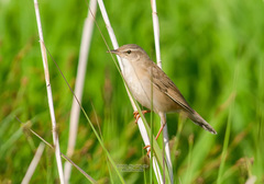 Helopsaltes ochotensis