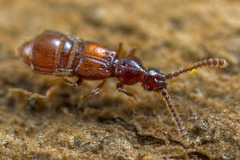 Faronitae