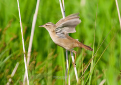 Helopsaltes ochotensis
