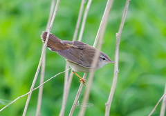 Helopsaltes ochotensis