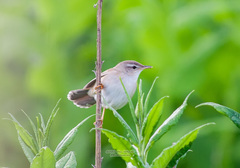 Helopsaltes ochotensis
