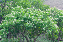 Sambucus sieboldiana