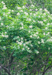 Sambucus sieboldiana